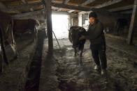 Adilet Kaliyev, son of Kanat Kaliyev, takes a cow into a farm near their family house in Tash Bashat village about 24 kilometers (15 miles) southeast of Bishkek, Tuesday, Oct. 20, 2020. Kyrgyzstan, one of the poorest countries to emerge from the former Soviet Union, where political turmoil has prompted many people to have little respect for authorities, whom they see as deeply corrupt. (AP Photo/Vladimir Voronin)