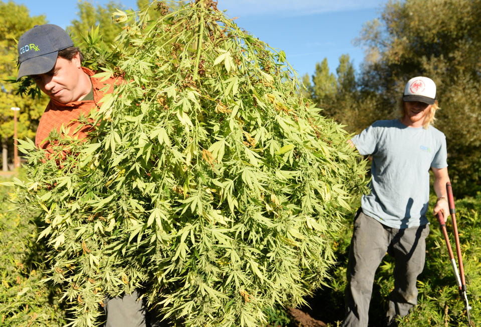 LONGMONT, CO - OCTOBER 08: Tim Gordon, left, and Hunter Konchan, both of CBDRx, harvest hemp from the companies farm in Longmont, October 08, 2015. CBDRx Natural Healing is an organic hemp farm. (Photo by RJ Sangosti/The Denver Post via Getty Images)