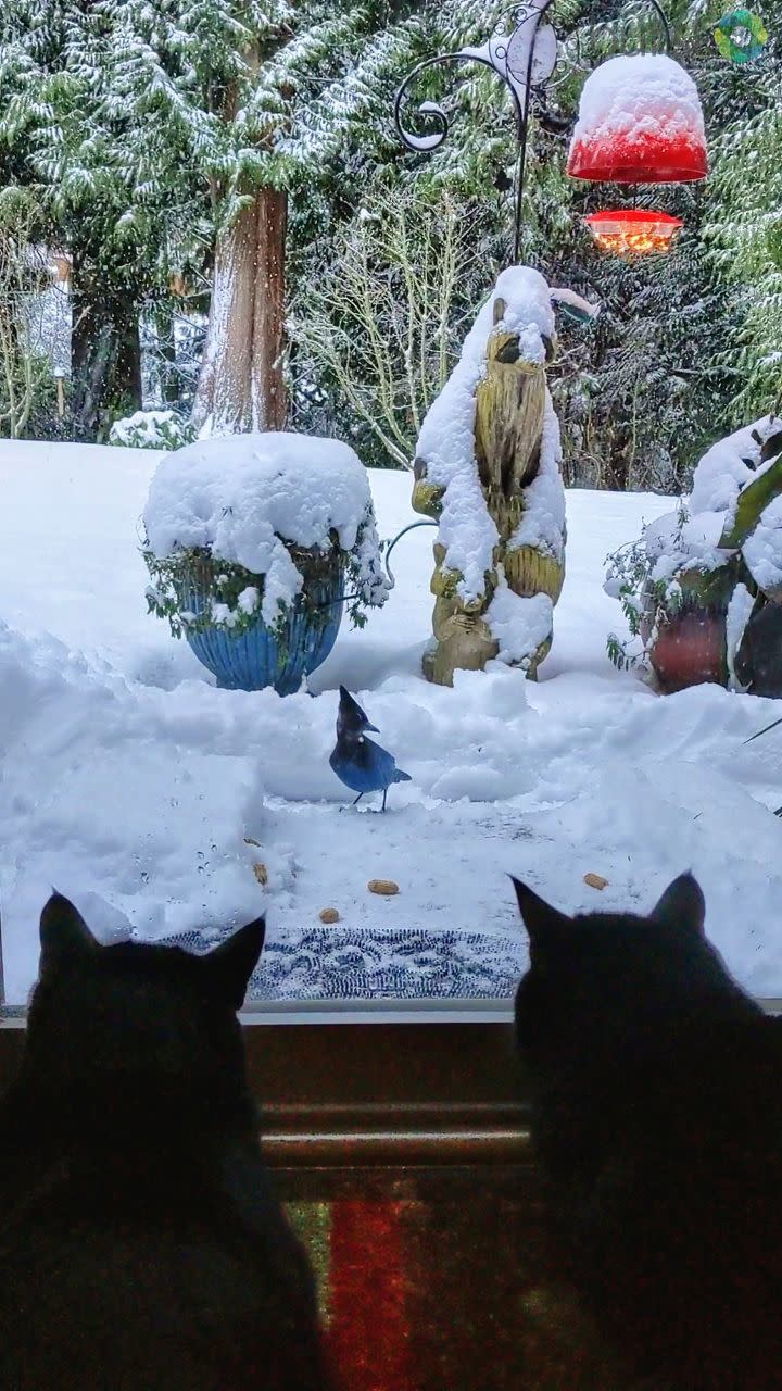 Max and Charlie enjoying bird watching & the snow in Snohomish.