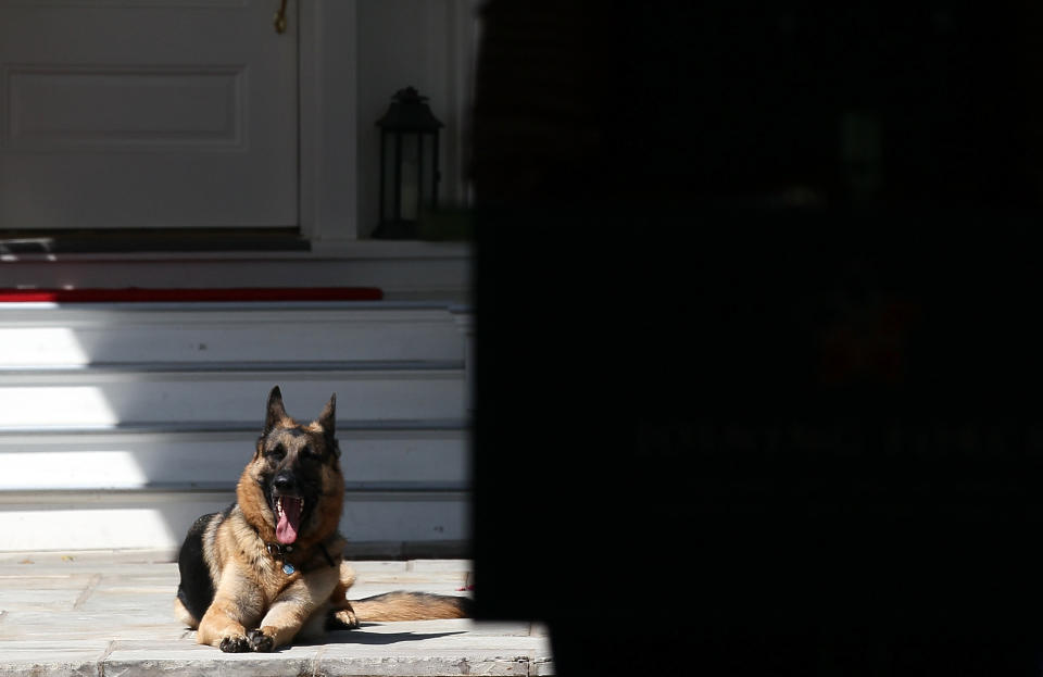 Champ, the Bidens' other German shepherd, at the Naval Observatory in 2012. (Photo: Win McNamee via Getty Images)