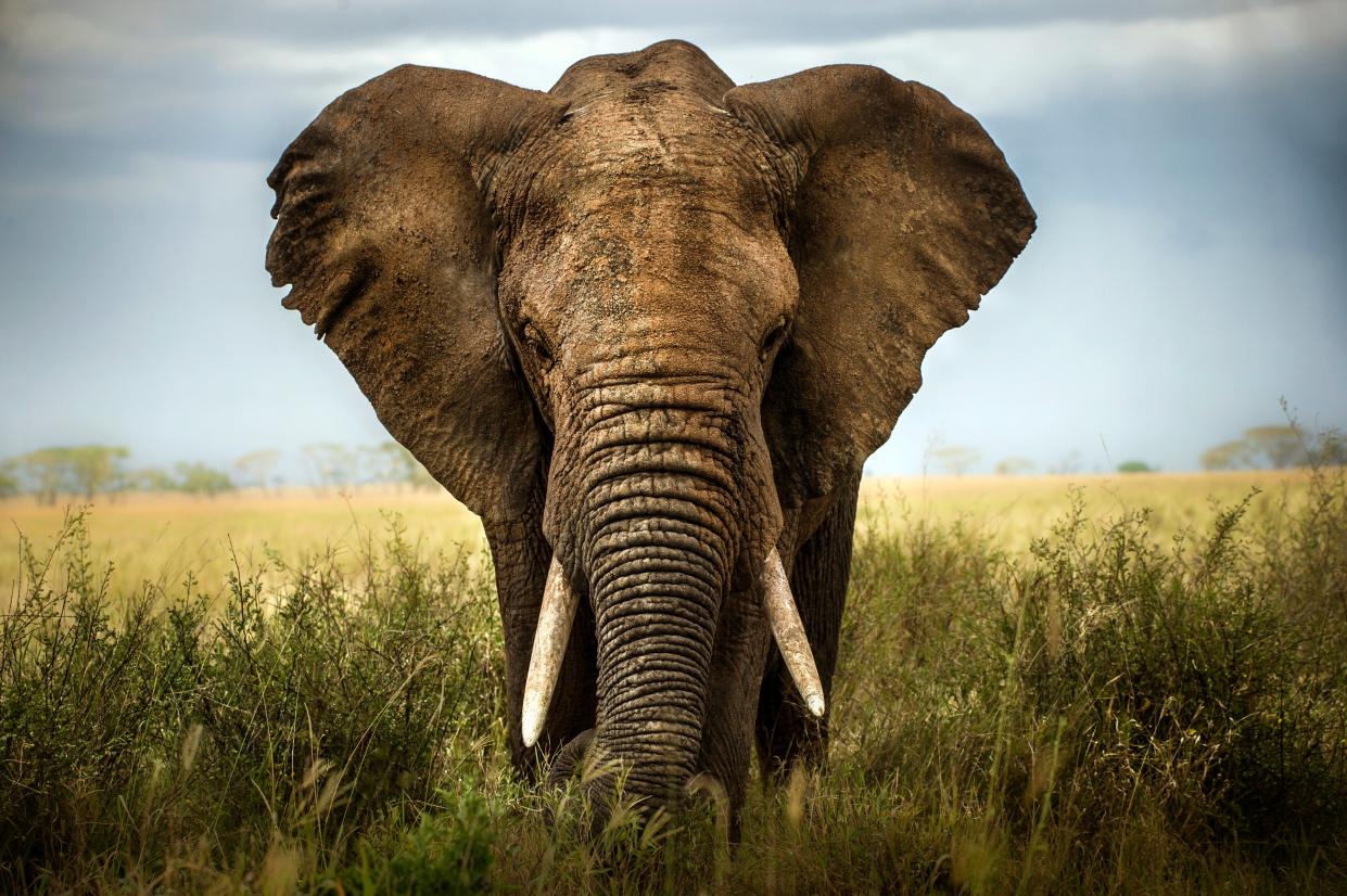 Actions include the lobbying of leaders to combat the illegal wildlife trade, creating a major deterrent for wildlife crime in source and destination countries, and generating revenue to protect and manage natural ecosystems (Getty Images/iStockphoto)