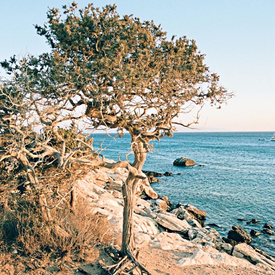 A juniper tree on Naxos - Matt Collins