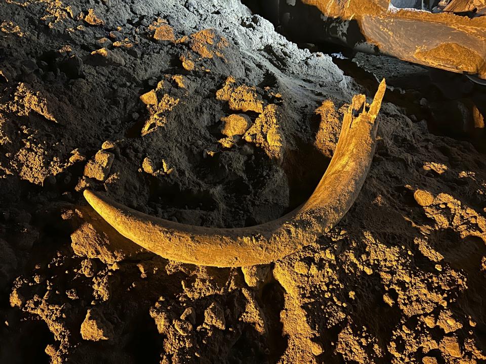 In this image provided by Coleman Fredricks, coal miners unearthed a mammoth tusk in May 2023 at the Freedom Mine near Beulah, N.D. The large scoop of an electric shovel dug the tusk out of the earth and dropped it into a truck, which later dumped the load, revealing the tusk. The North Dakota Geologic Survey subsequently visited the mine and dug for more bones at the site, finding more than 20 mammoth bones, now wrapped in plastic for their protection as paleontologists work to preserve them. (Coleman Fredricks via AP)