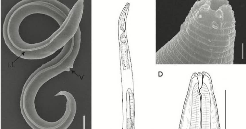 科學家復活4.6萬年前的線蟲。（圖／翻攝自PLOS Genetics）
