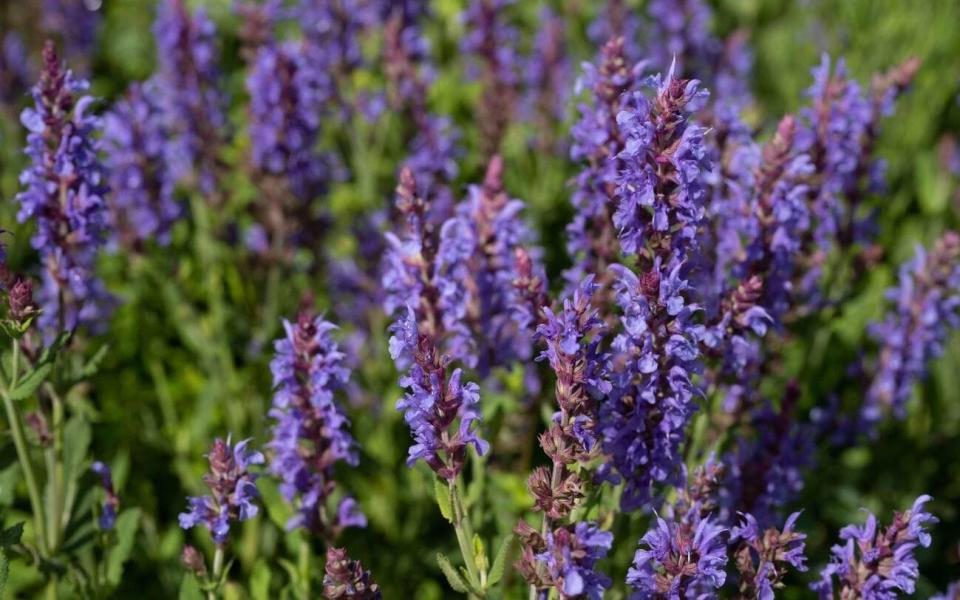 Lavendar / Lavandula - alamy 