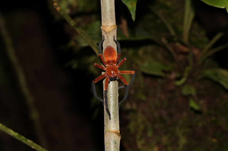 Researchers found the spiders, all of which were female, perched several feet above the forest floor during a nighttime excursion.