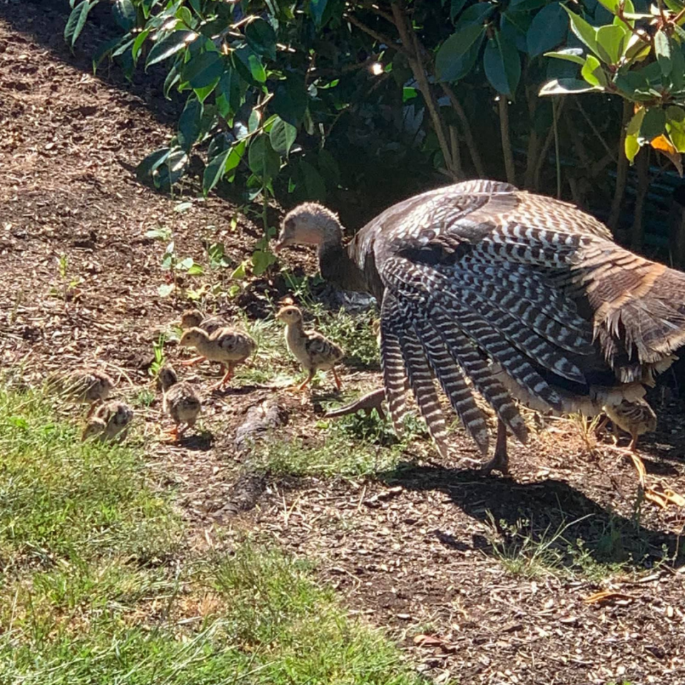 A hen and her poults in a yard in the Candalaria neighborhood of south Salem.