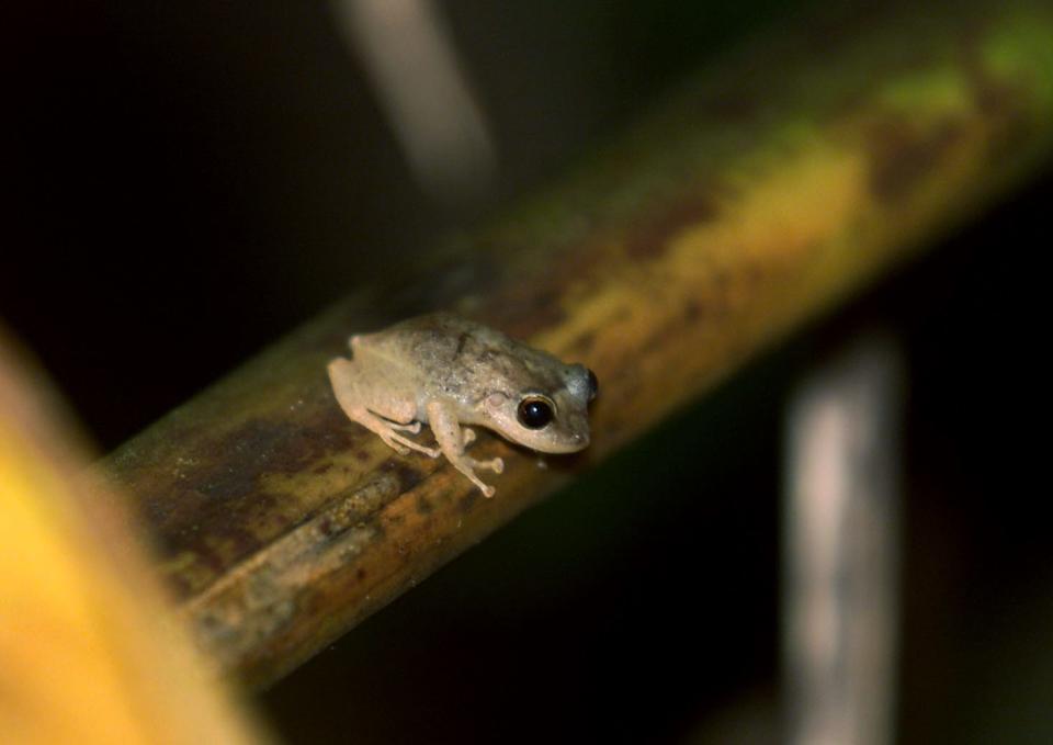 A coqui frog sits on a tree branch in El Yunque rainforest in Caimito, Puerto Rico, Feb. 14, 2002. The tiny frog is named coqui after its distinctive two-note call of "ko-KEE, ko-KEE," and has become a symbol for the island, its culture and its people.