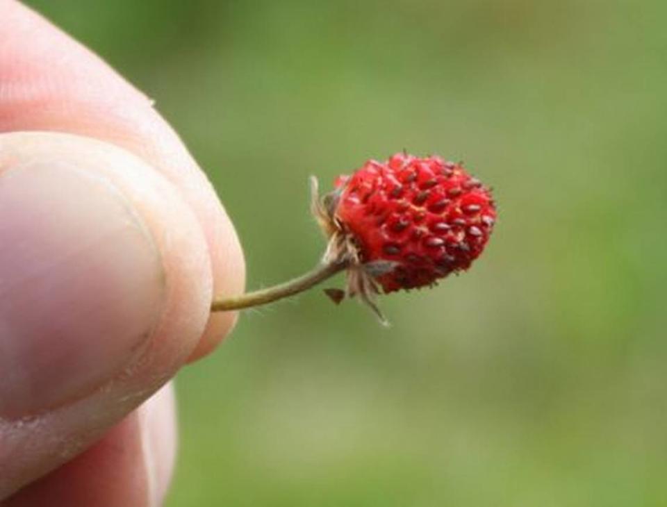 The Strawberry Moon is named for the time of year wild strawberries ripen in what is now New England.