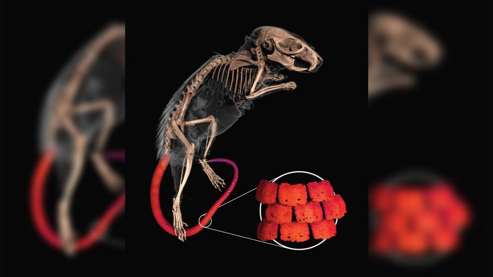 A diagram of a mouse skeleton in white with a red tail and an enlarged section of the osteoderm structure.