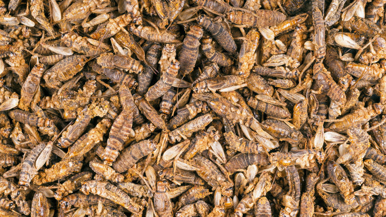 crispy roasted crickets