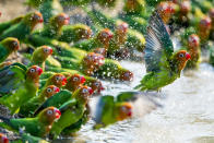 <p>A medida que se extendía la sequía en el Parque Nacional South Luangwa de Zambia, los pozos de agua se iban convirtiendo en pequeños estanques. Unas bandadas de inseparables de Lilian se congregaron y cuando la costa se despejó, bajaron hasta este estanque. Caminaron hacia adelante, haciendo turnos para beber y bañarse, como si estuvieran en una cinta transportadora.<br>(Fotógrafo de Vida Salvaje del Año) </p>