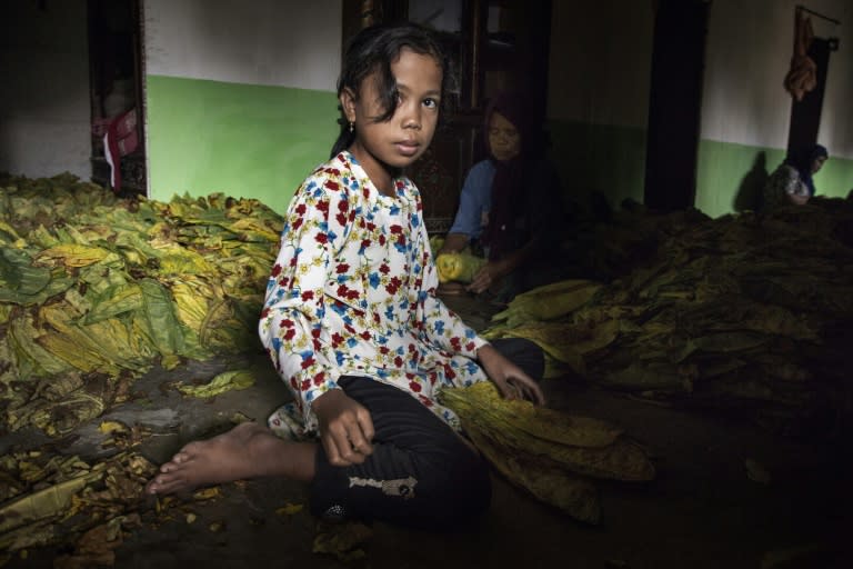 The Indonesian government is being urged to prohibit children under 18 from working with tobacco