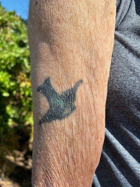 This is the photos of the Bluebird former Naples Mayor Bill Barnett had tattooed on his arm when he was a teenager.