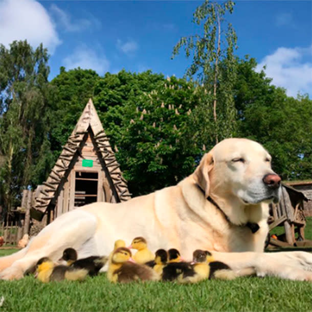 La historia de Fred, el labrador que adoptó a 9 patos te conmoverá