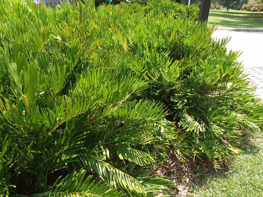 Demonstrating their durability and hardiness, an attractive massed planting of coonties graces a local public park.