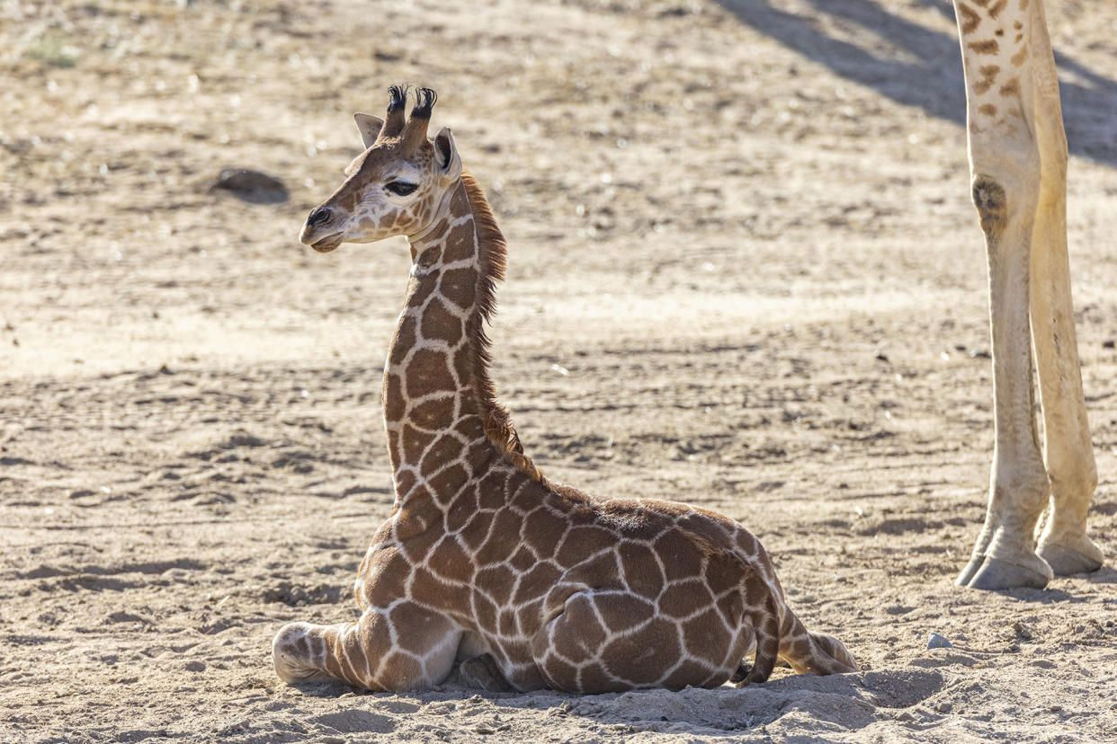 Giraffe calf