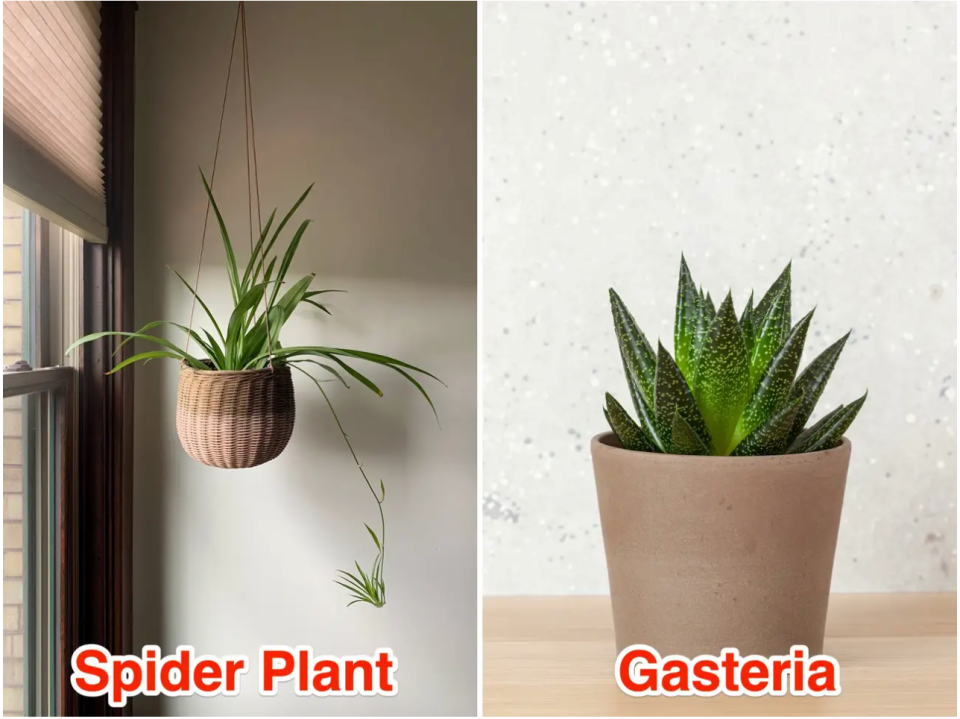 Links: Spinnenpflanze. Rechts: Gasteria. - Copyright: bgwalker/Getty Images, OlgaMiltsova/Getty Images