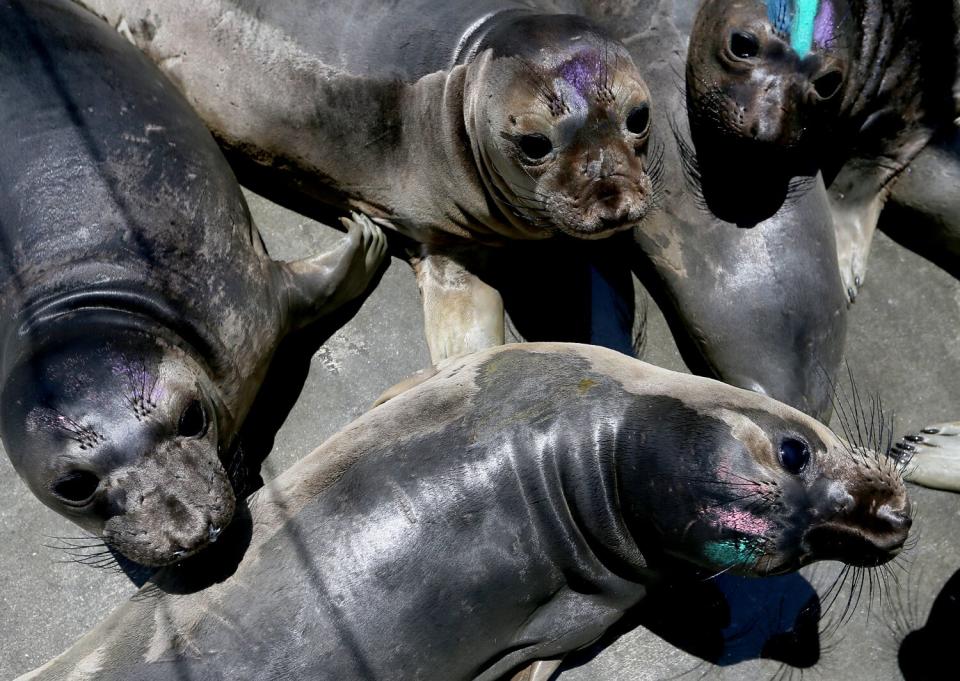 A close-up of a group of sea lions.