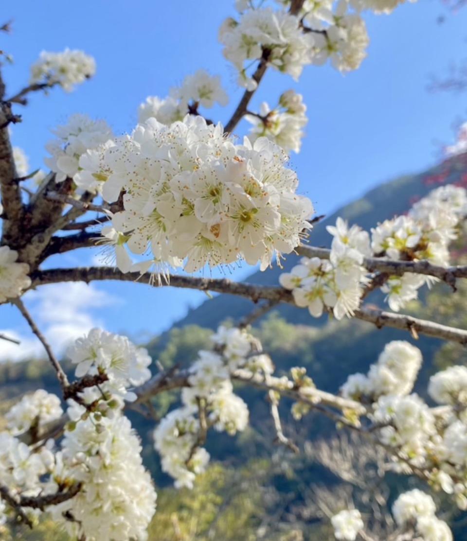 八仙山國家森林遊樂區的白色李花。   圖：東勢林區管理處／提供