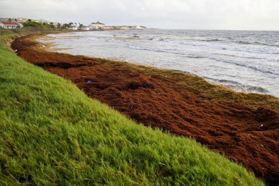 Seaweed covers the Atlantic shore in Frigate Bay, St. Kitts and Nevis, Wednesday, Aug. 3, 2022. A record amount of seaweed is smothering Caribbean coasts from Puerto Rico to Barbados as tons of brown algae kill wildlife, choke the tourism industry and release toxic gases, according to the University of South Florida's Optical Oceanography Lab. (AP Photo/Ricardo Mazalan)