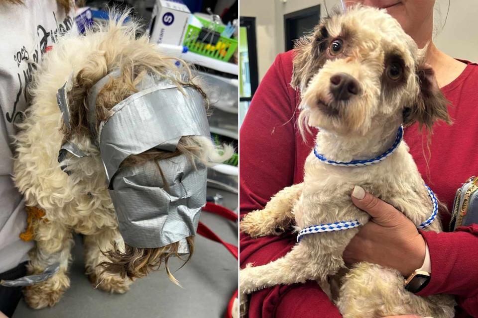 <p>Nebraska Humane Society</p> Leo the missing dog after he was found covered in duct tape and left in a dumpster (left) and Leo after having the duct tape removed