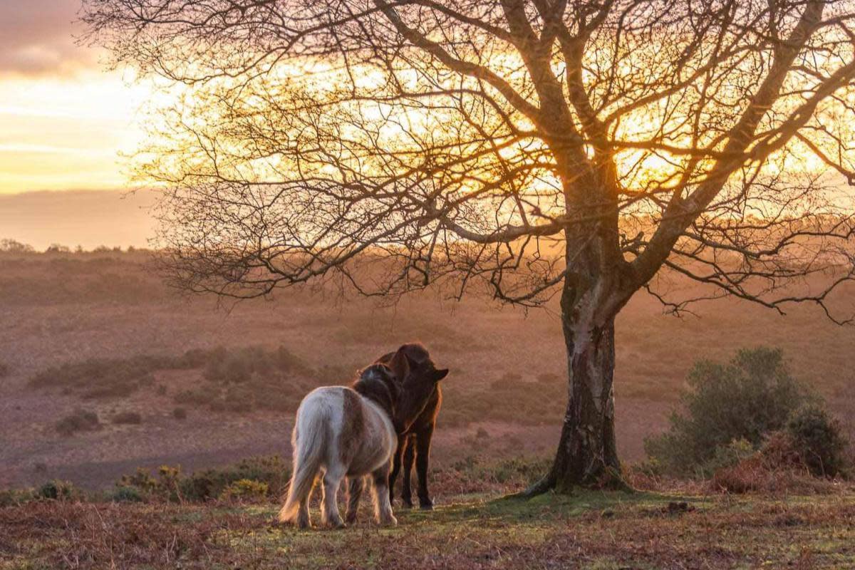 New Forest named second best rural staycation in Britain <i>(Image: Claire Sheppard)</i>