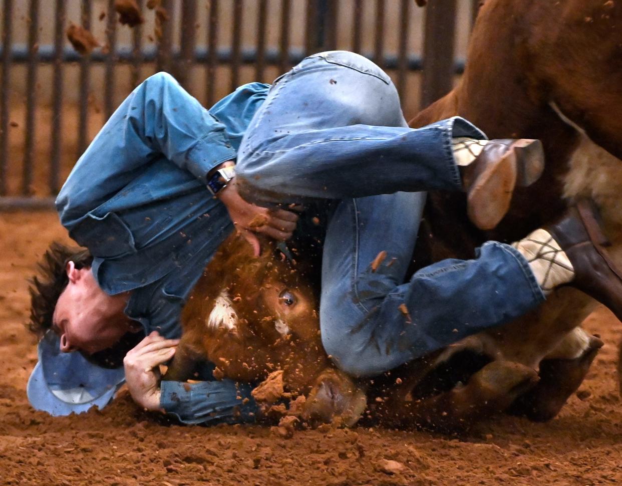 An Abilene Christian University student tries to wrestle a calf to the ground during the ACU Intramural Rodeo April 25.