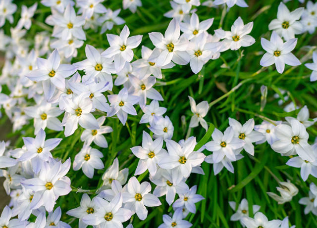 19 Best Winter Plants to Add Color to Your Garden - PureWow