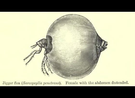 <em>Tunga penetrans </em>    Look out for it in: Tropical beaches in Latin America, the Caribbean, India, and Africa.    Why you should fear it:  Tiny fleas burrow under toenails and lay eggs, creating awful sores and possible infection    Notorious victim: Members of Christopher Columbus' crew were made so miserable by chigoe fleas that they cut off their own toes to get rid of the bugs.