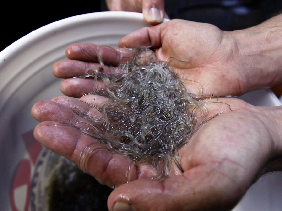 Canada's 9,960-kilogram elver industry was worth about $48 million this year, making it the most valuable catch per kilogram.  (Robert F. Bukaty/Associated Press - image credit)