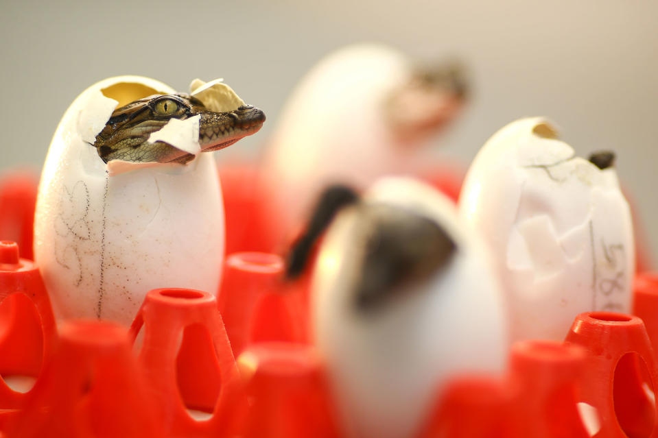 <p>Newly-hatched crocodiles are seen at Sriracha Crocodile Farm in Chonburi province, Thailand, June 20, 2017. (Photo: Athit Perawongmetha/Reuters) </p>