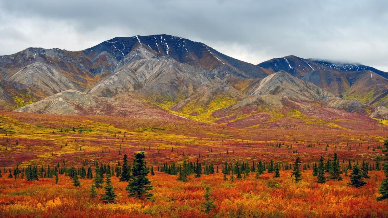 denali in autumn, alaska, usa