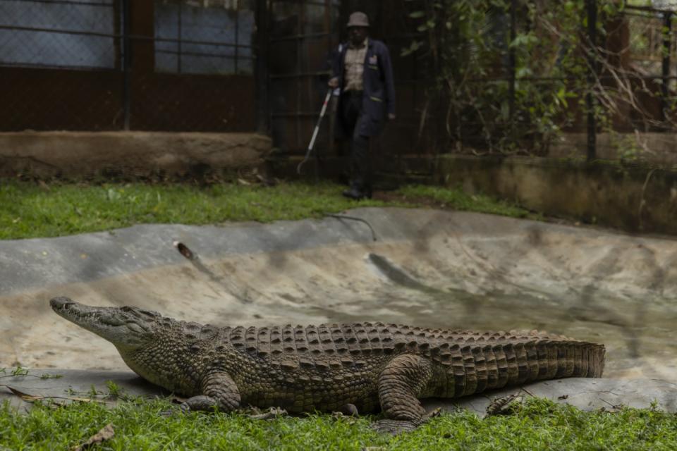 <span>A Nile crocodile is seen behind a fence at Nairobi's snake park</span><div><span>SIMON MAINA</span><span>AFP</span></div>