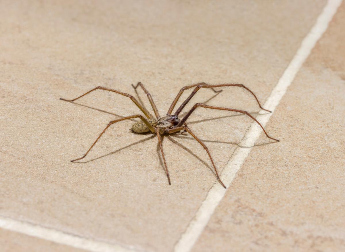 Summer spider season has begun, according to experts_'Encounters likely by  Kangaroo Blog - Issuu