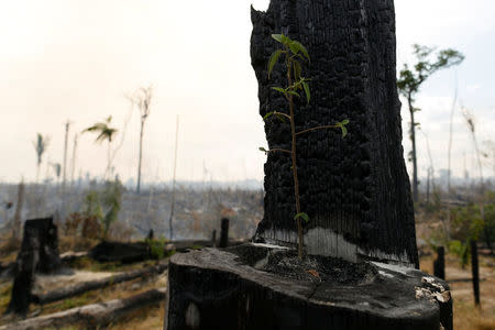 A burnt tree in a forest is seen during "Operation Green Wave" conducted by agents of the Brazilian Institute for the Environment and Renewable Natural Resources, or Ibama, to combat illegal logging in Apui, in the southern region of the state of Amazonas, Brazil, July 31, 2017. REUTERS/Bruno Kelly