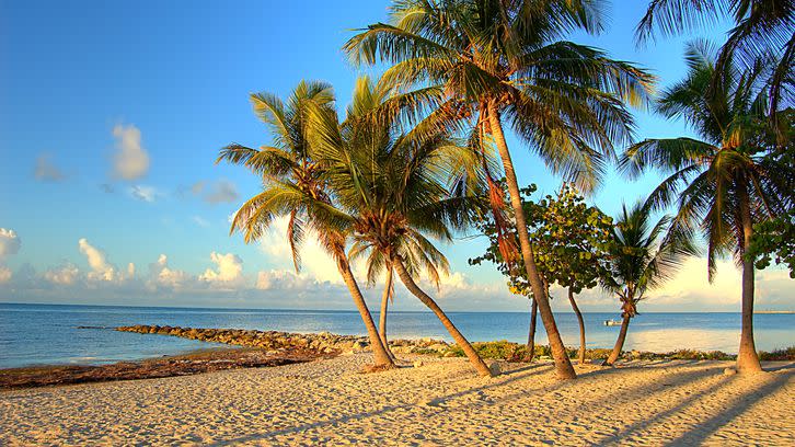 palm trees on the beach