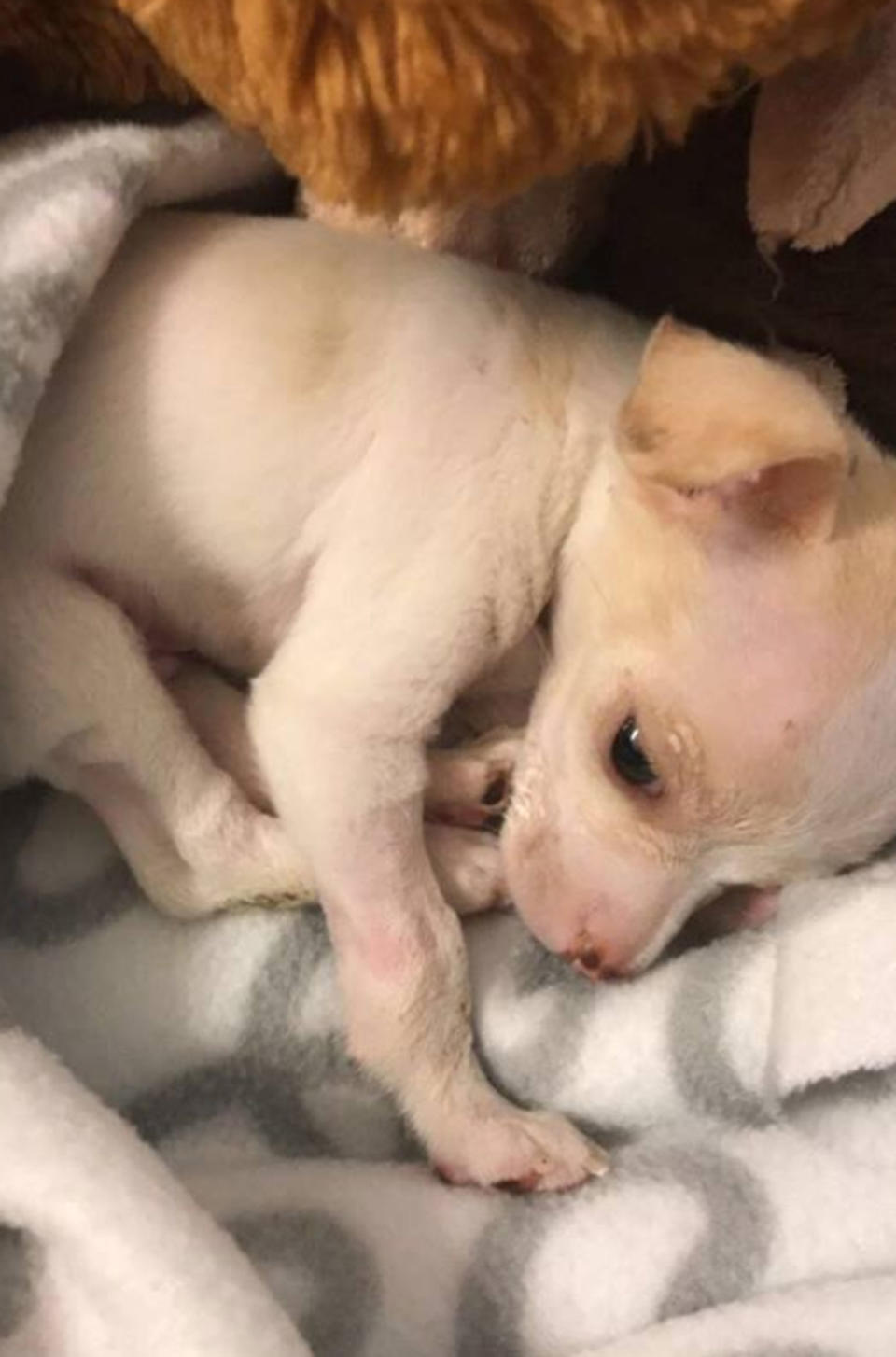 <span>Veterinarian Lindsay Riddick said the chihuahua is now at a foster home. Photo: </span>Facebook/ Austin Animal Shelter