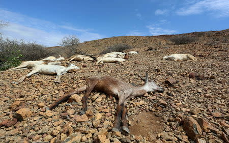 Carcasses of goats are seen near Jidhi town of Awdal region, Somaliland April 10, 2016. REUTERS/Feisal Omar