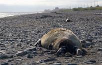 FILE PHOTO: One of many dead seals found washed up on beaches along the Bering Strait, is pictured in Nome