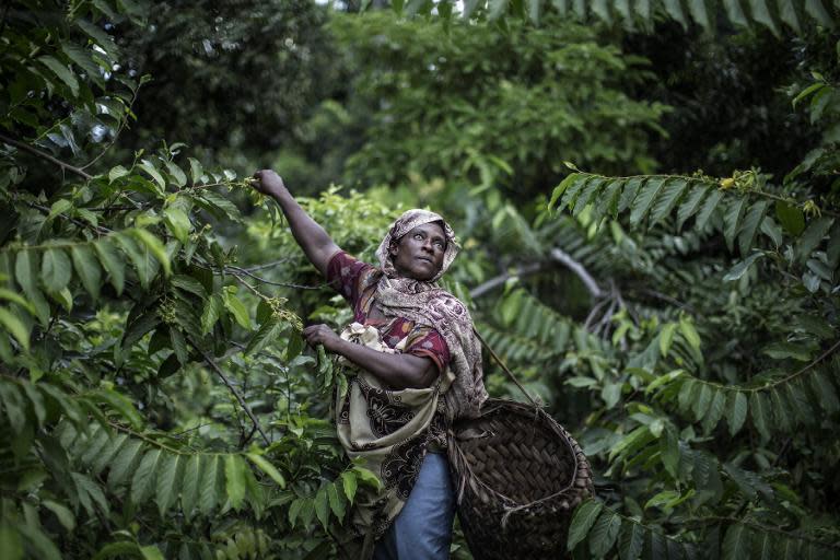 Fatima Saidi picks ylang ylang flowers on the slopes of the Karthala volcano, where the rare flowers are grown