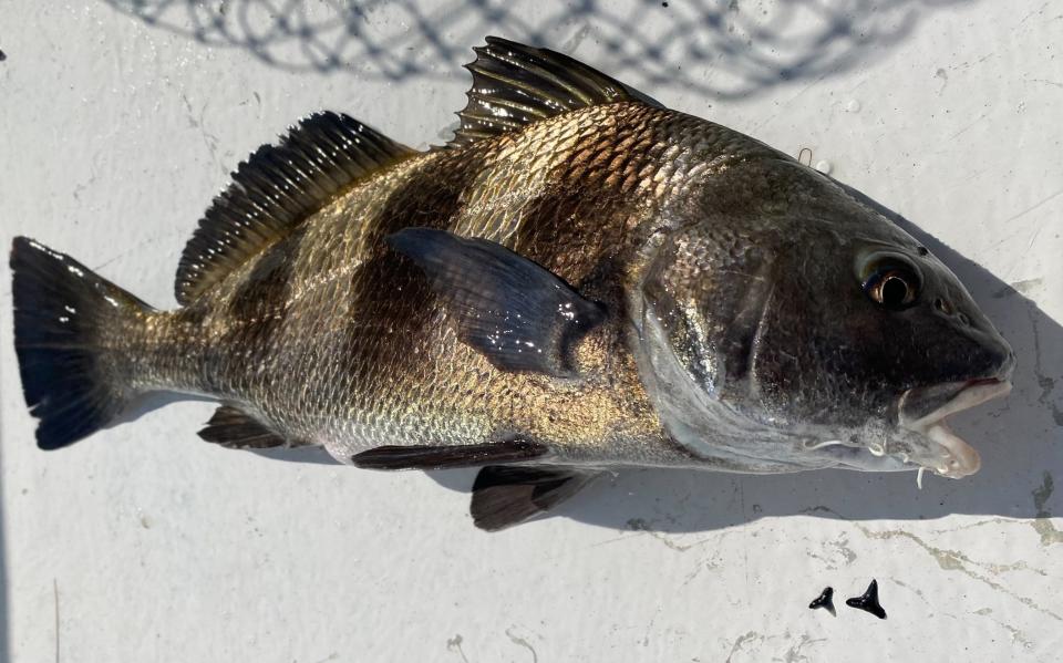 This black drum coughed up the two shark teeth seen below its head, after it was brought to Capt. Jeff Patterson's Pole Dancer charter boat. Later, Capt. Jeff found four more teeth in its stomach.