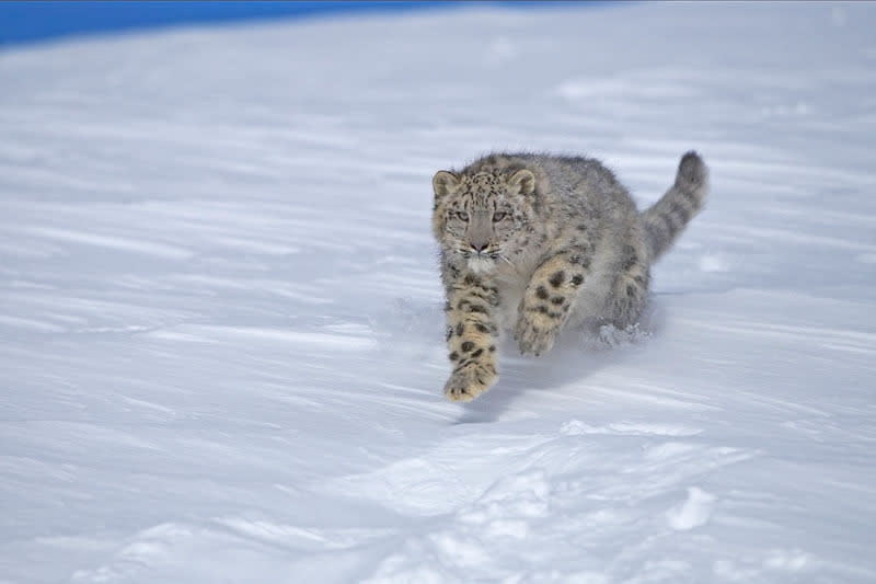 Snow Leopard – There are up to 6,000 snow leopards in the wild across 12 countries, but its numbers are gradually declining, with hunting and habitat loss just some of the reasons that it is endangered. World Wildlife Fund has put together a top 10 list of endangered species to be on the look-out for in 2012. © Naturepl.com/ Andy Rouse / WWF-Canon <br> <br> <a href="http://WorldWildlife.org/how" rel="nofollow noopener" target="_blank" data-ylk="slk:Help protect their future by visiting www.WorldWildlife.org/how to see what you can do to make a difference for our planet.;elm:context_link;itc:0;sec:content-canvas" class="link ">Help protect their future by visiting www.WorldWildlife.org/how to see what you can do to make a difference for our planet. </a>