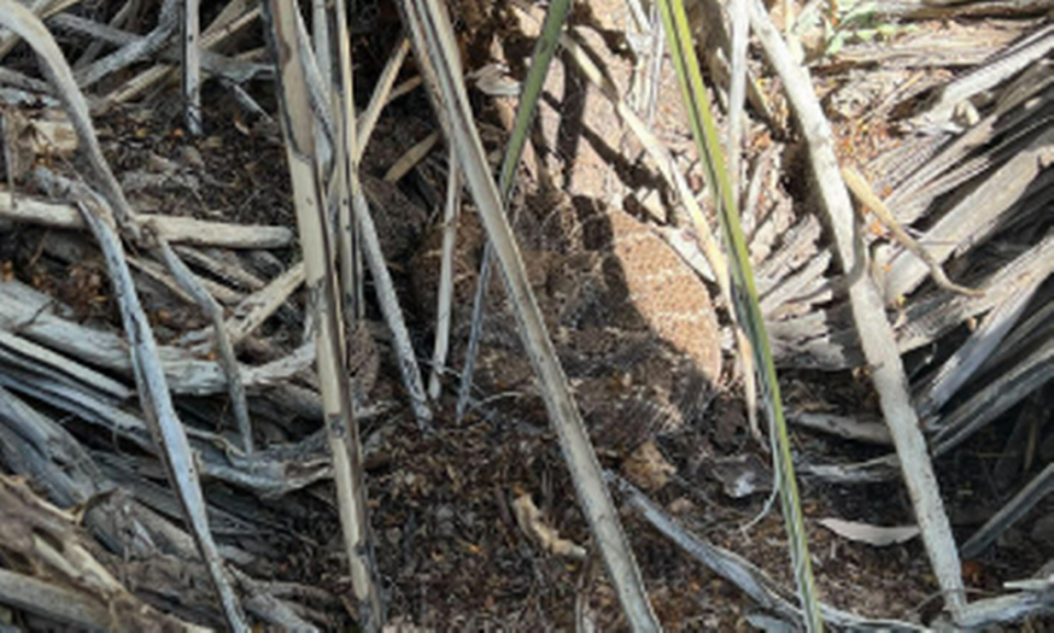 This closeup shows the western diamondback is sitting almost dead center in the photo.