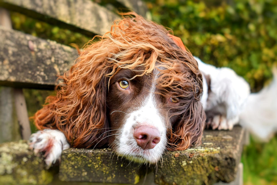 Finley wurde schon mit Rockstars wie John Lennon und Brian May verglichen (Bild: @finleythespringer / CATERS NEWS)