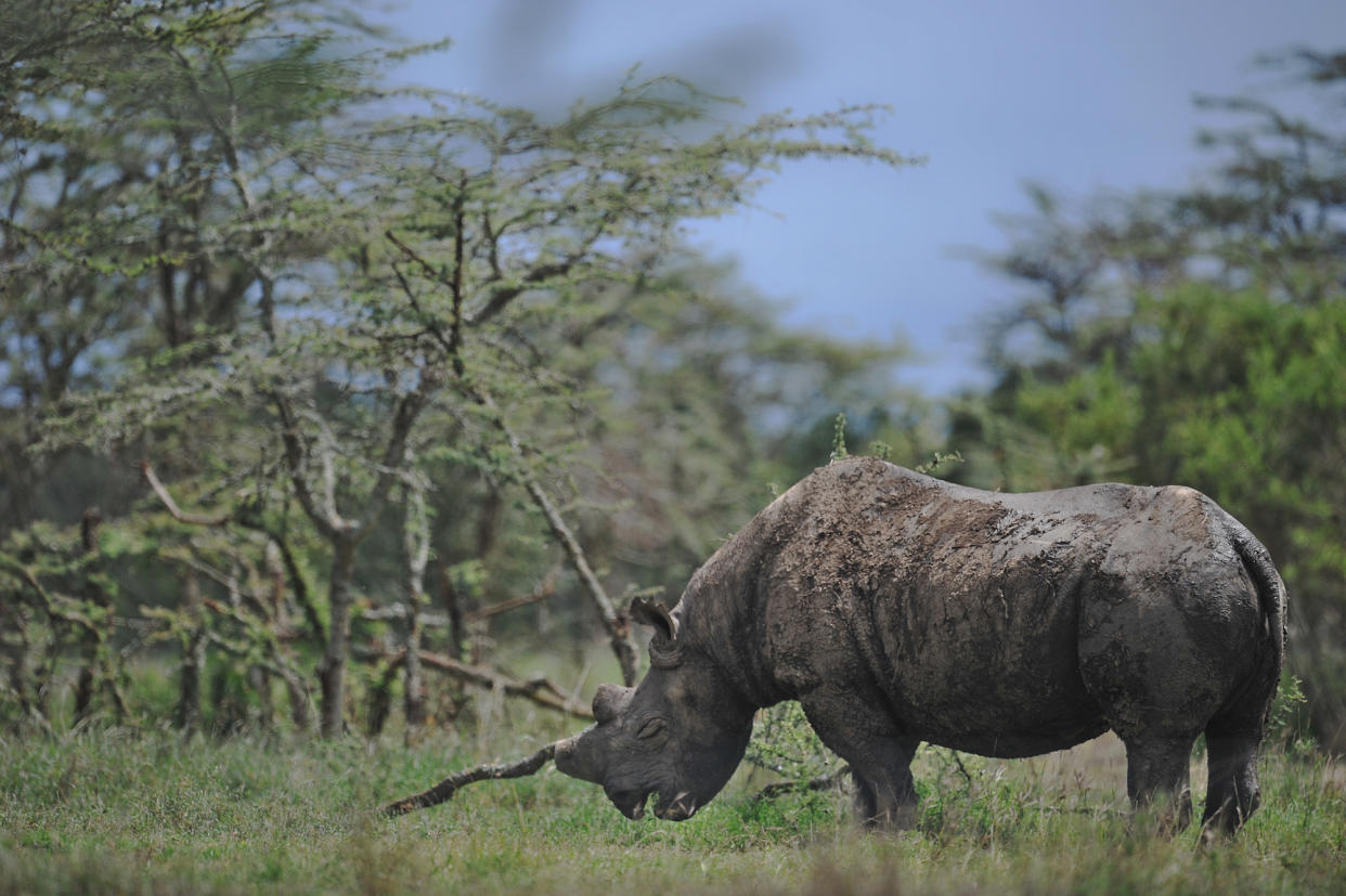 In Kenia musste das letzte männliche Nördliche Breitmaulnashorn eingeschläfert werden. (Bild: Getty Images)