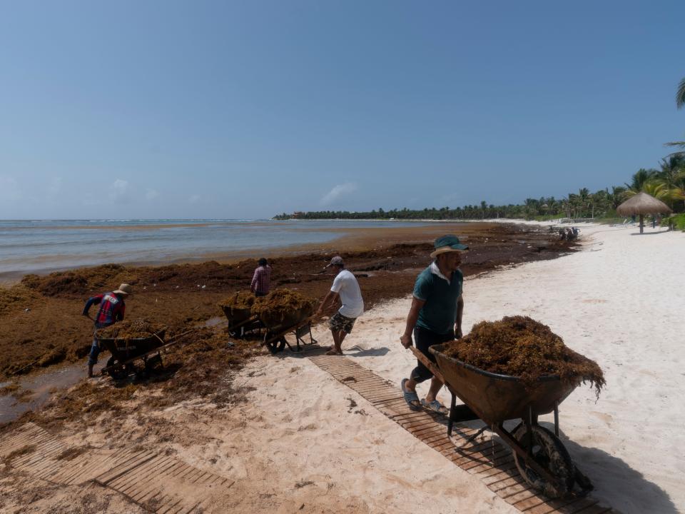 Workers who were hired by residents remove sargassum seaweed from the Bay of Soliman, north of Tulum, Quintana Roo state, Mexico, Wednesday, Aug. 3, 2022.