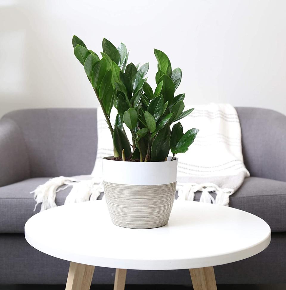 <p>Add a dash of green to any space with the <span>Costa Farms ZZ Zamioculcas Zamiifolia</span> ($26, originally $29). The leaves are structured with a shiny waxy coating and dark-green color. It's perfect for a contemporary or modern home. </p>