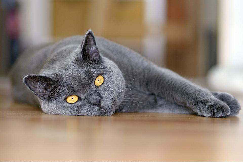 chartreux with bright yellow eyes lying on floor