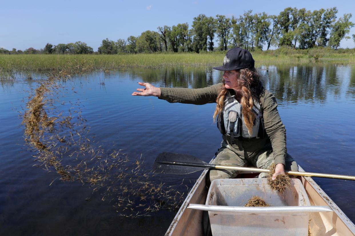 Jessie Conaway of the University of Wisconsin-Madison broadcasts northern wild rice into a tributary feeding into Lake Poygan near the town of Poy Sippi, west of Oshkosh, in September 2023. Wild rice reseeding projects are going on in multiple parts of Wisconsin. This one is part of the Intertribal Lake Winnebago Wild Rice Revitalization Project, working with the Brothertown Tribe.